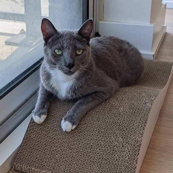 Meet your Posher, Ollie - Picture 1 of 1